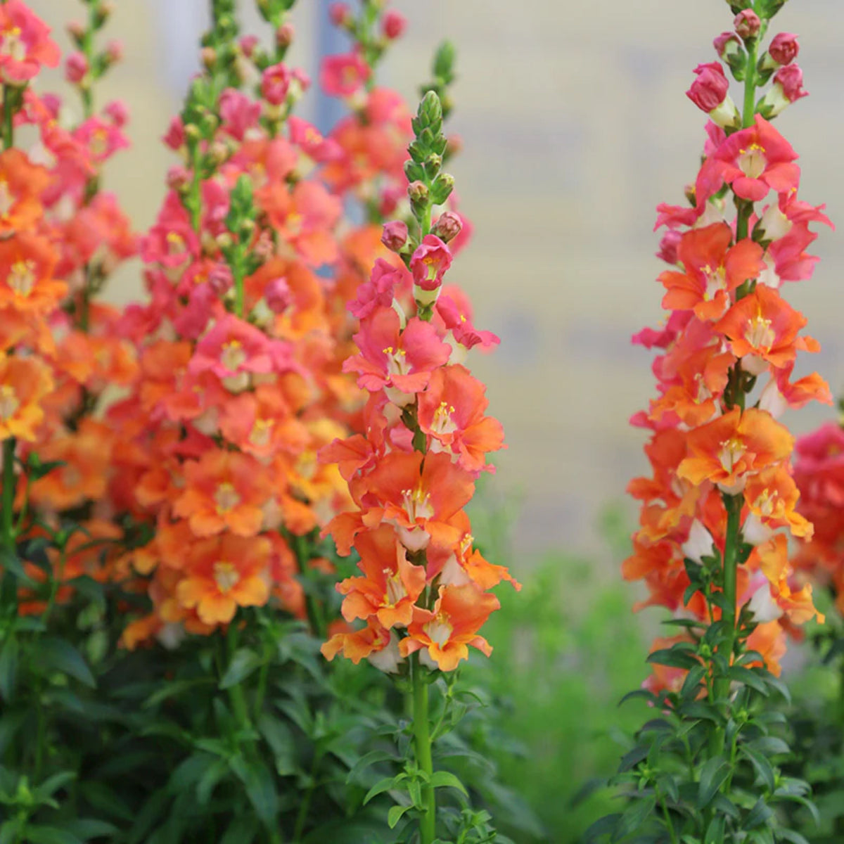 Chantilly Bronze Snapdragon Seeds - Potted, Cold Resistant, 30 seeds