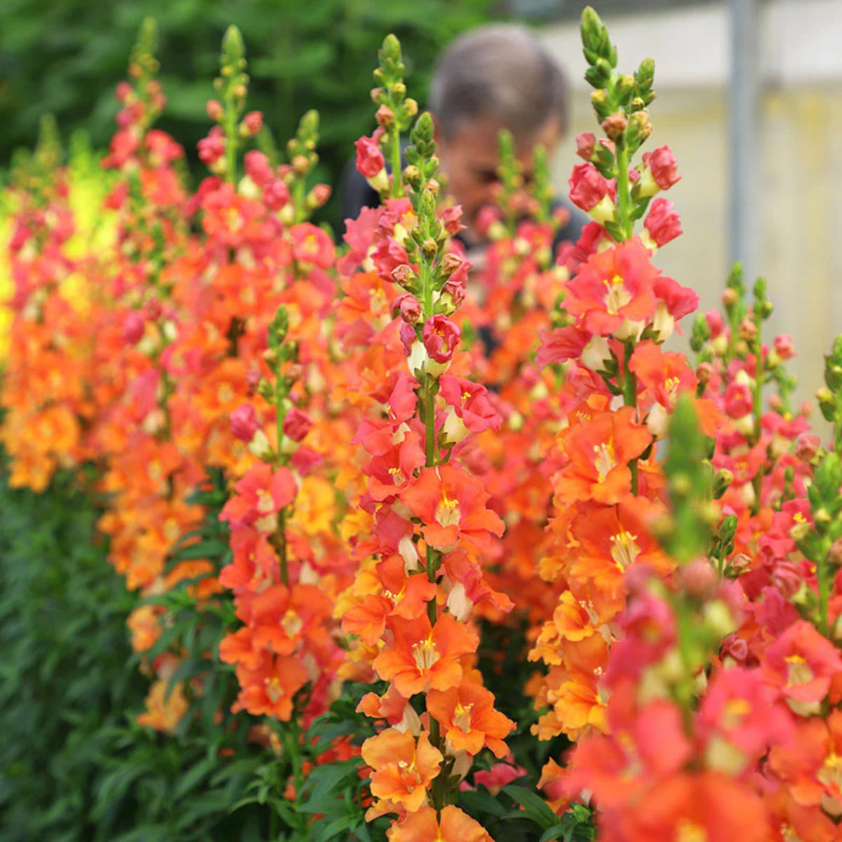 Chantilly Bronze Snapdragon Seeds - Potted, Cold Resistant, 30 seeds