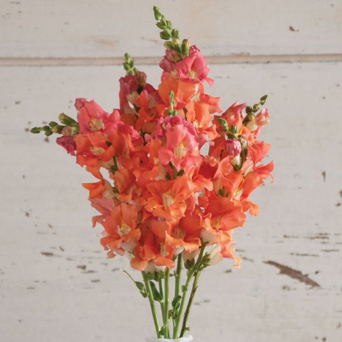 Chantilly Bronze Snapdragon Seeds - Potted, Cold Resistant, 30 seeds