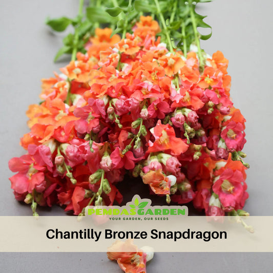 Chantilly Bronze Snapdragon Seeds - Potted, Cold Resistant, 30 seeds