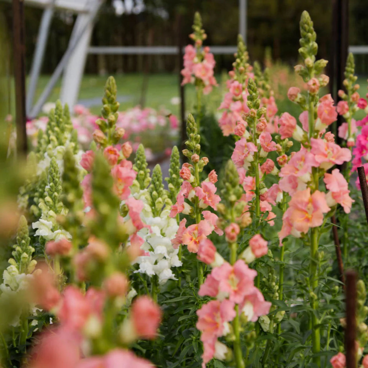 Chantilly Light Salmon Snapdragon Seeds - Cold Resistant, 30 seeds