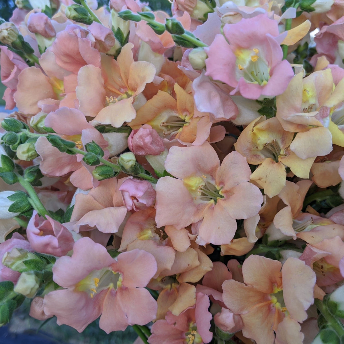 Chantilly Light Salmon Snapdragon Seeds - Cold Resistant, 30 seeds