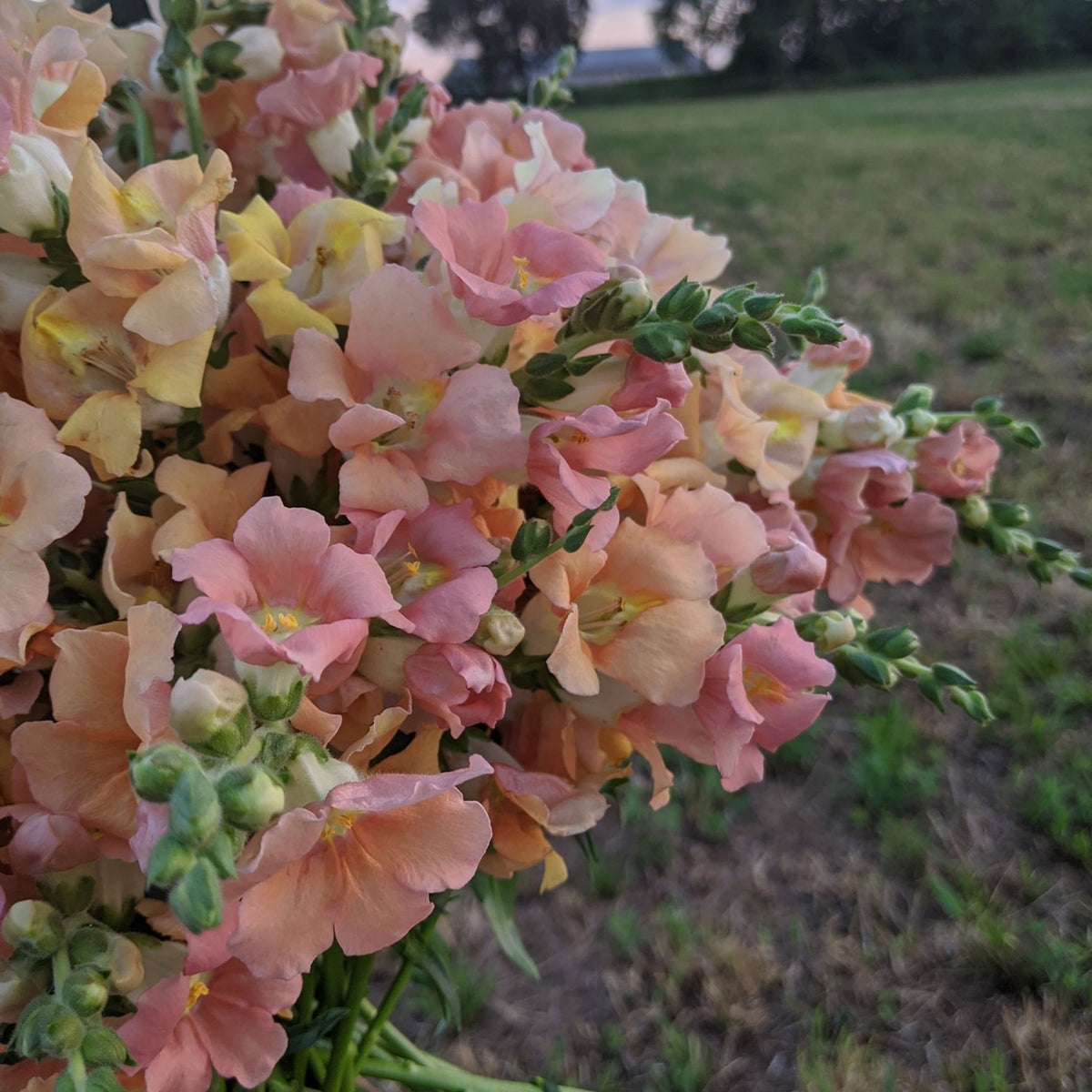 Chantilly Light Salmon Snapdragon Seeds - Cold Resistant, 30 seeds