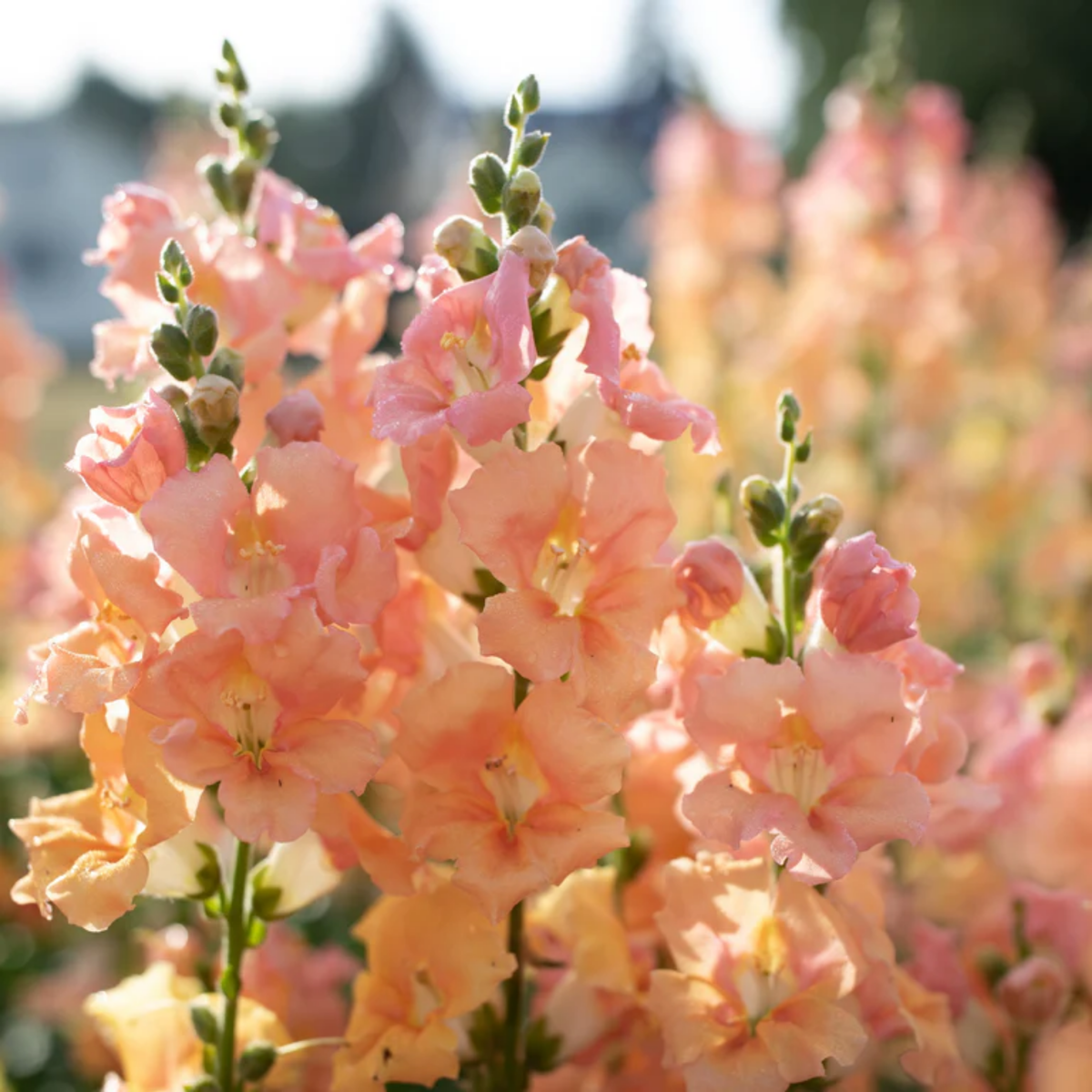 Chantilly Light Salmon Snapdragon Seeds - Cold Resistant, 30 seeds