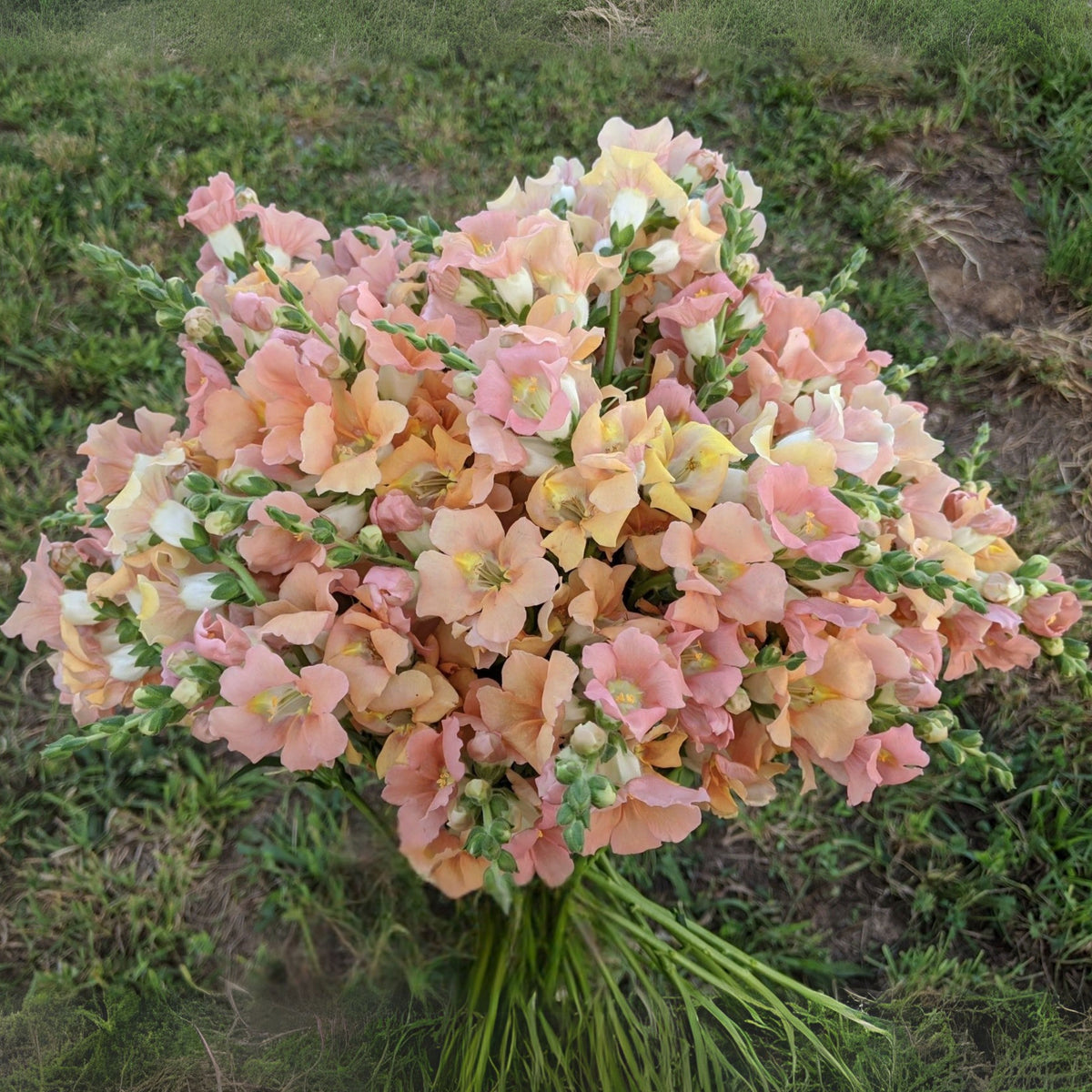 Chantilly Light Salmon Snapdragon Seeds - Cold Resistant, 30 seeds