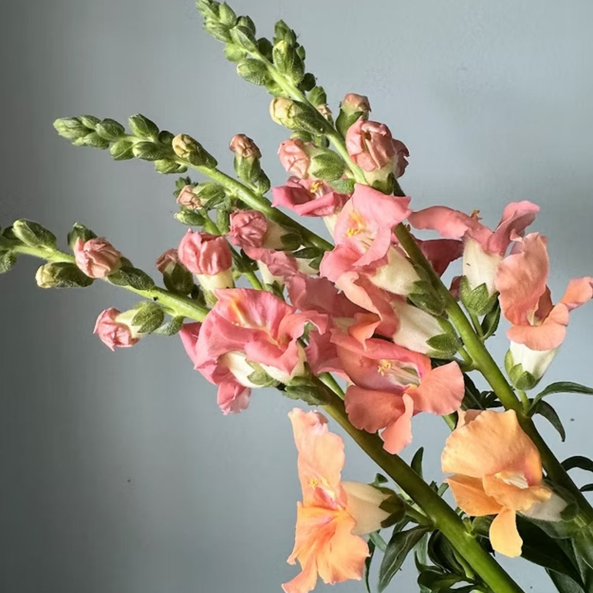 Chantilly Light Salmon Snapdragon Seeds - Cold Resistant, 30 seeds