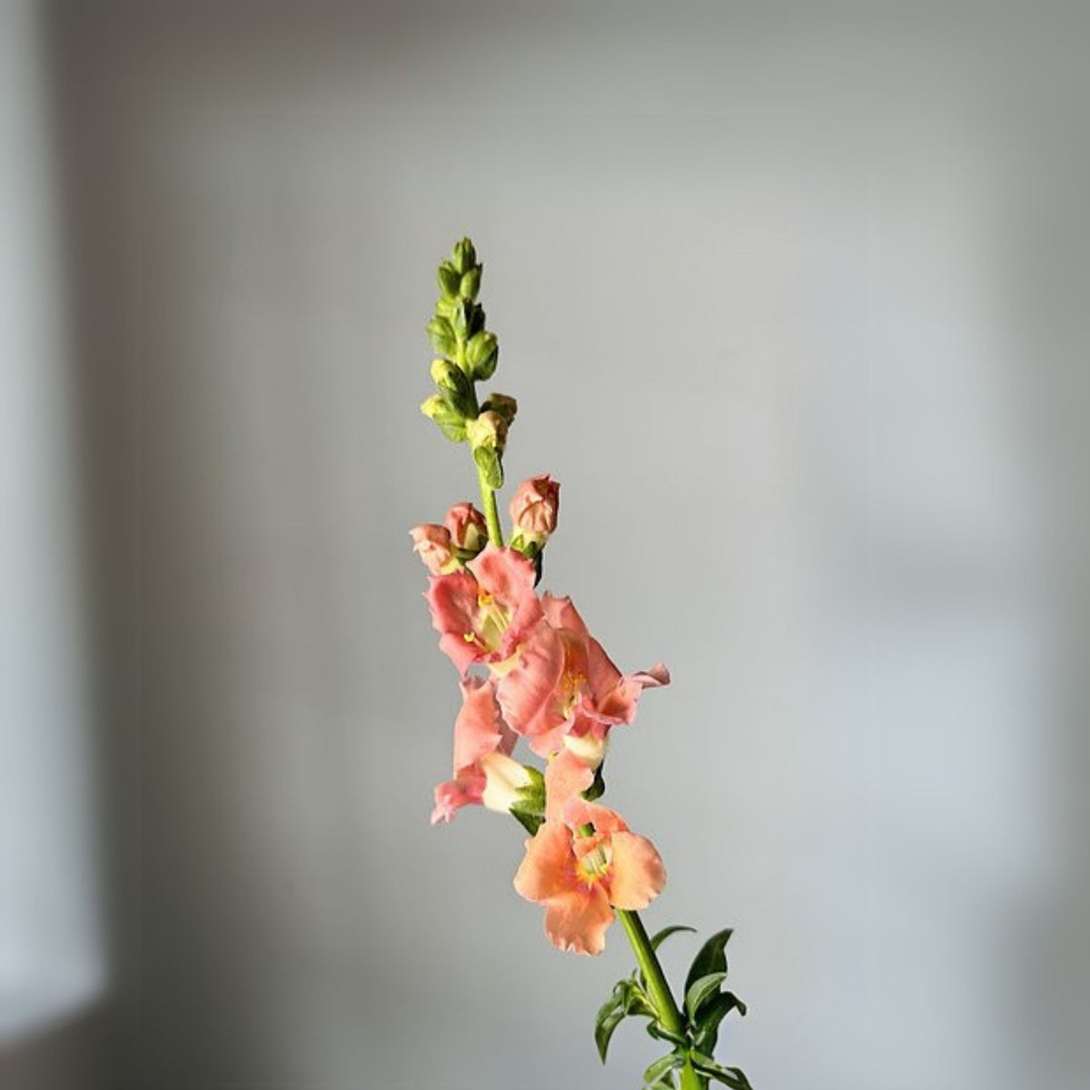 Chantilly Light Salmon Snapdragon Seeds - Cold Resistant, 30 seeds