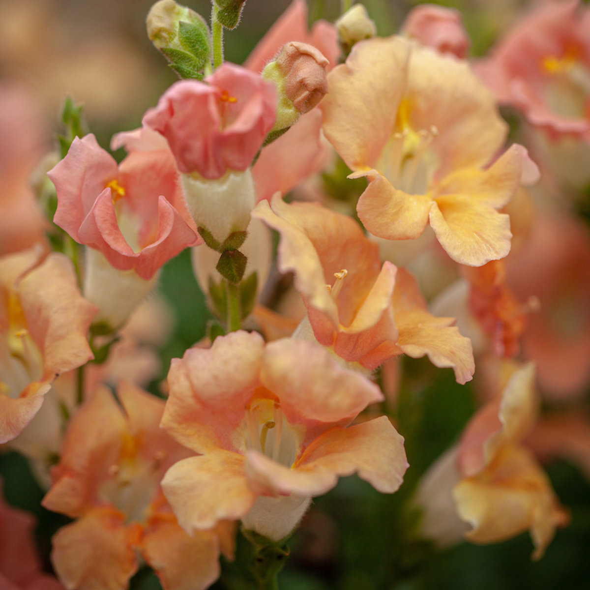 Chantilly Light Salmon Snapdragon Seeds - Cold Resistant, 30 seeds