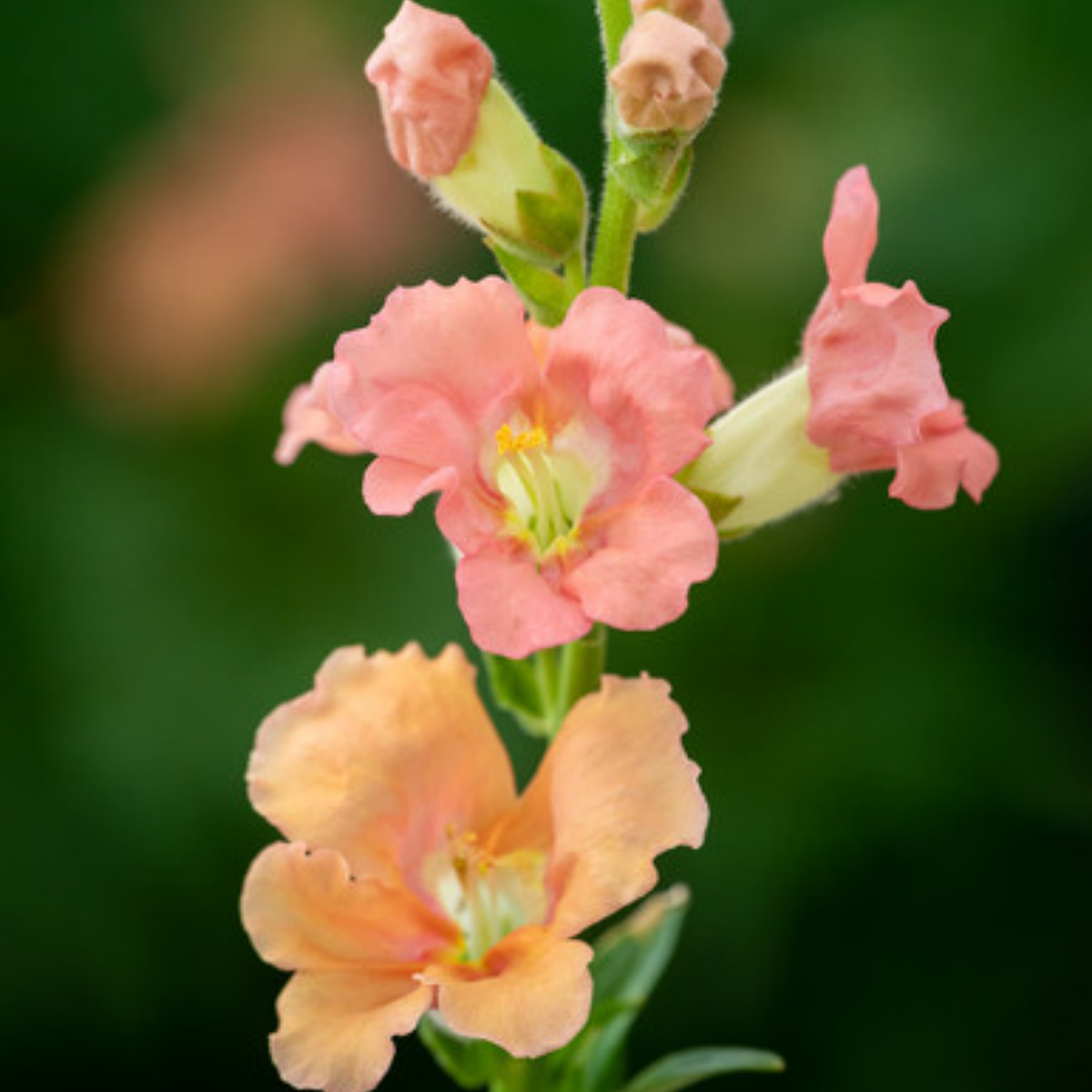 Chantilly Light Salmon Snapdragon Seeds - Cold Resistant, 30 seeds