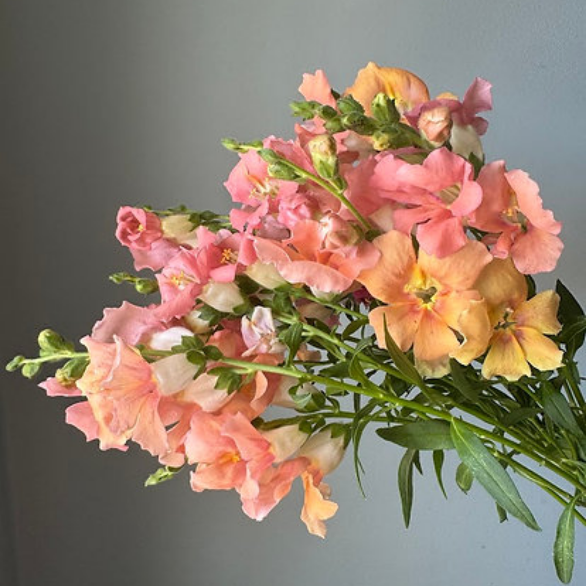 Chantilly Light Salmon Snapdragon Seeds - Cold Resistant, 30 seeds
