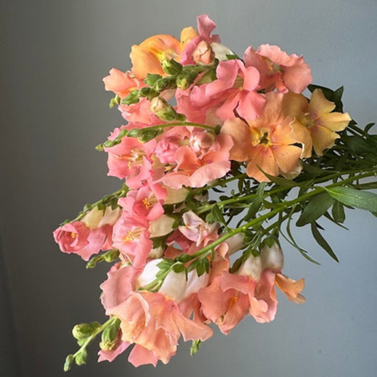 Chantilly Light Salmon Snapdragon Seeds - Cold Resistant, 30 seeds