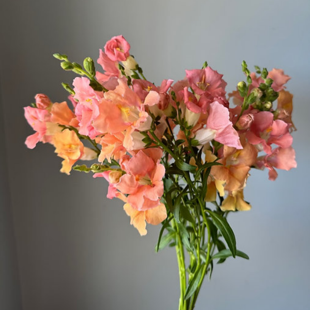 Chantilly Light Salmon Snapdragon Seeds - Cold Resistant, 30 seeds