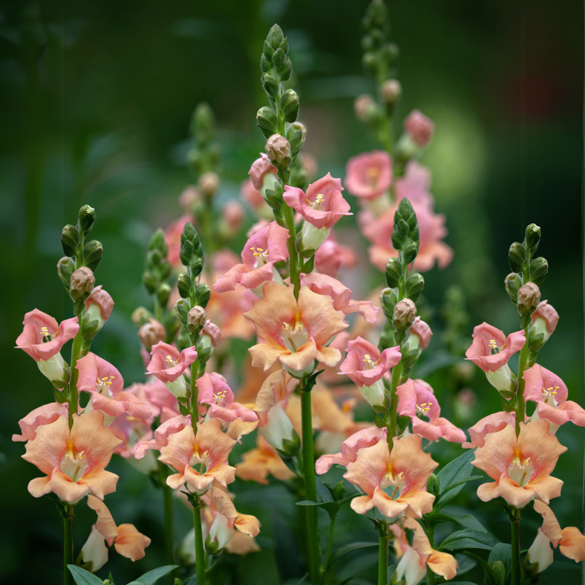 Chantilly Light Salmon Snapdragon Seeds - Cold Resistant, 30 seeds