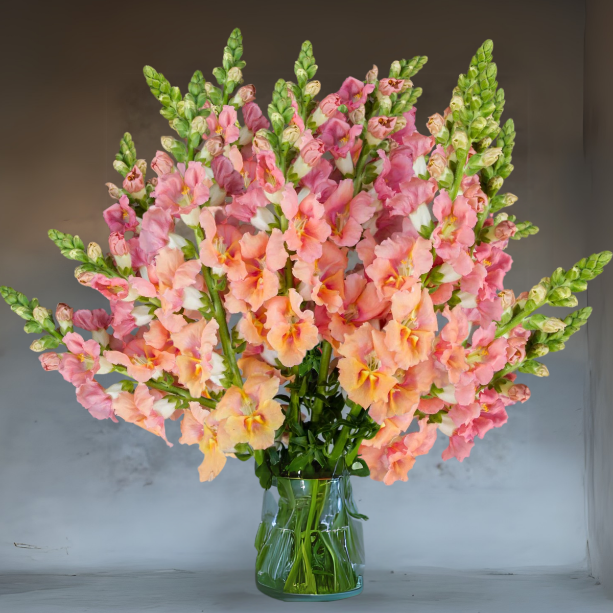 Chantilly Light Salmon Snapdragon Seeds - Cold Resistant, 30 seeds
