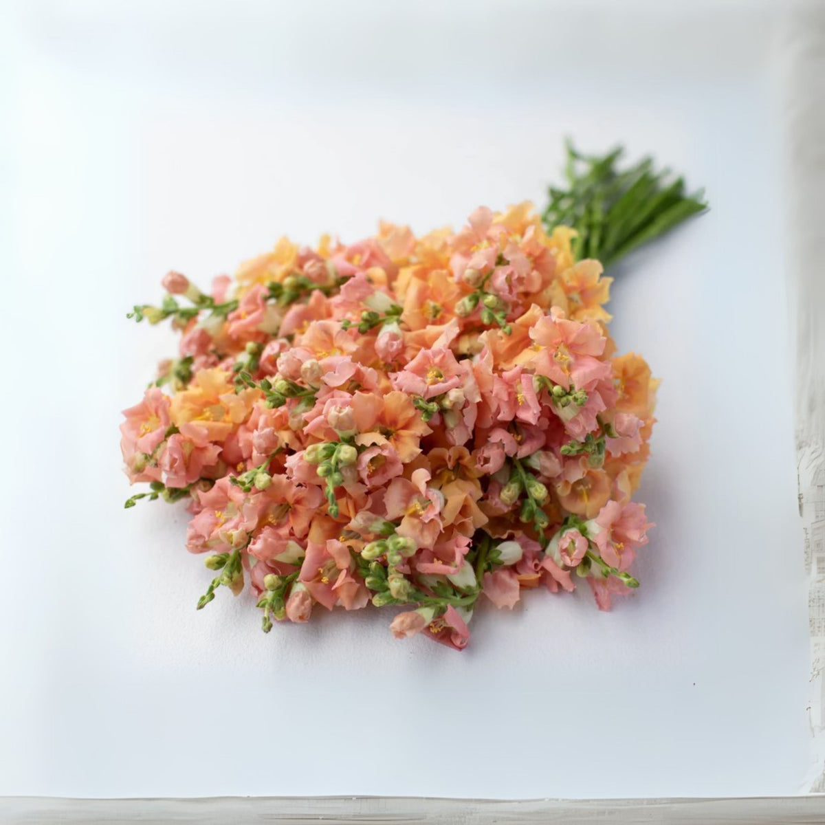 Chantilly Light Salmon Snapdragon Seeds - Cold Resistant, 30 seeds