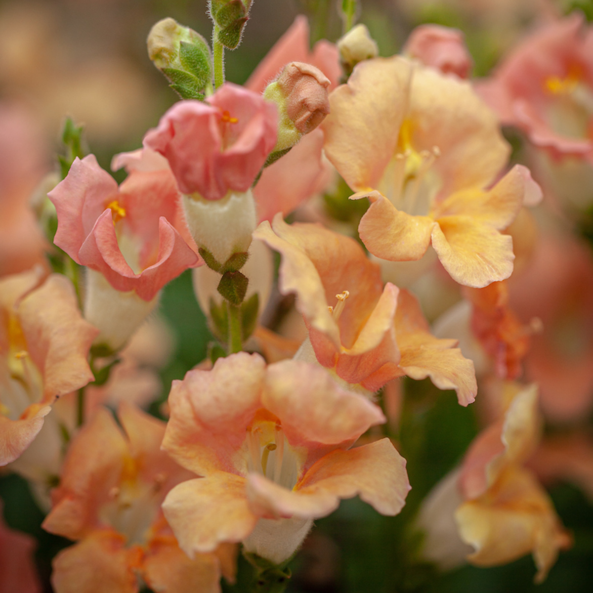 Chantilly Light Salmon Snapdragon Seeds - Cold Resistant, 30 seeds