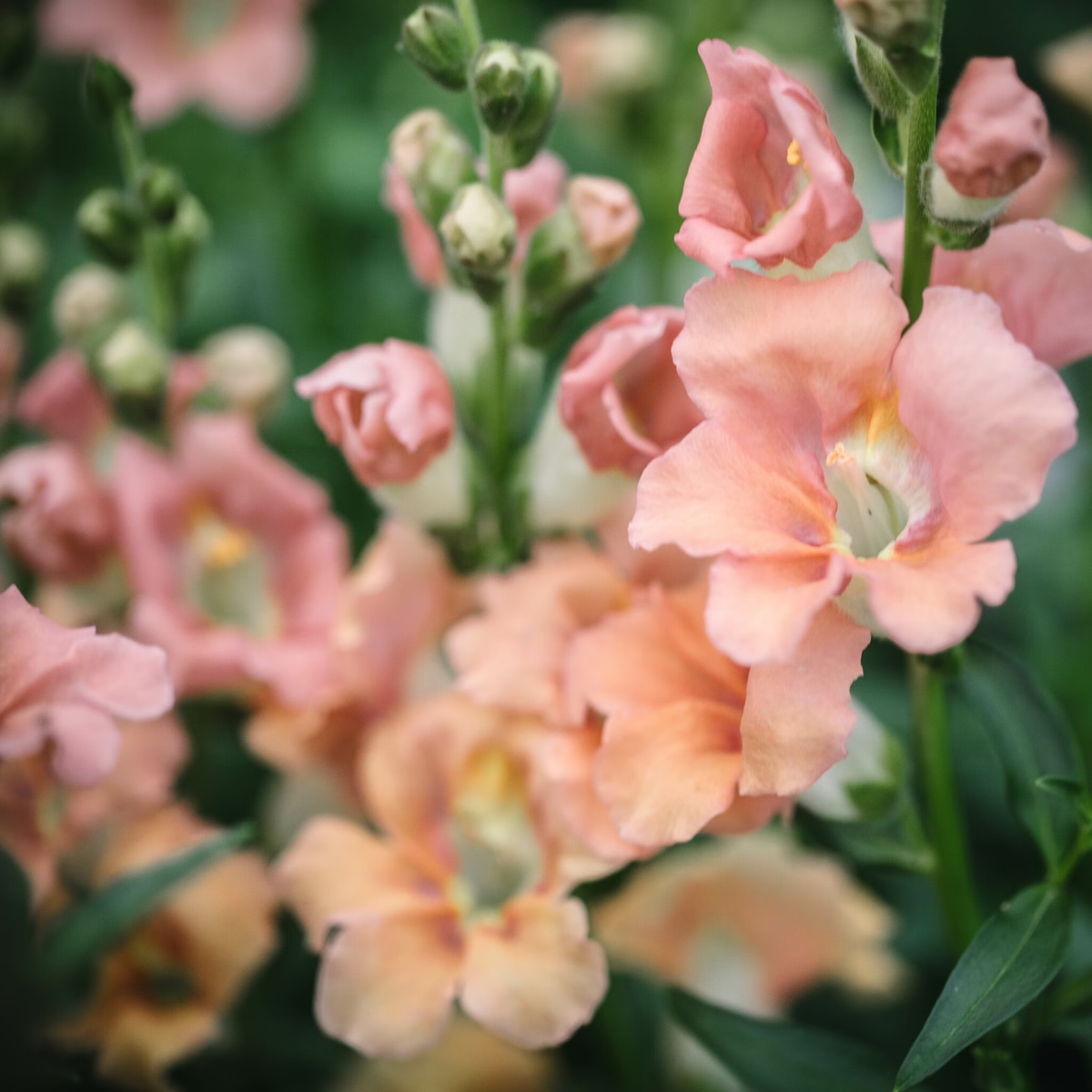 Chantilly Light Salmon Snapdragon Seeds - Cold Resistant, 30 seeds