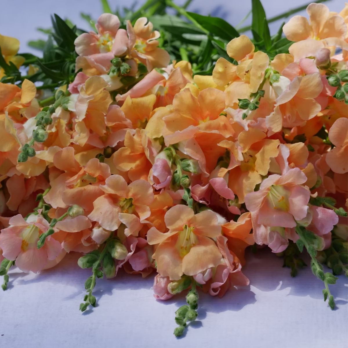 Chantilly Light Salmon Snapdragon Seeds - Cold Resistant, 30 seeds