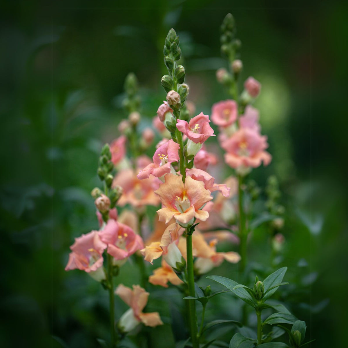 Chantilly Light Salmon Snapdragon Seeds - Cold Resistant, 30 seeds