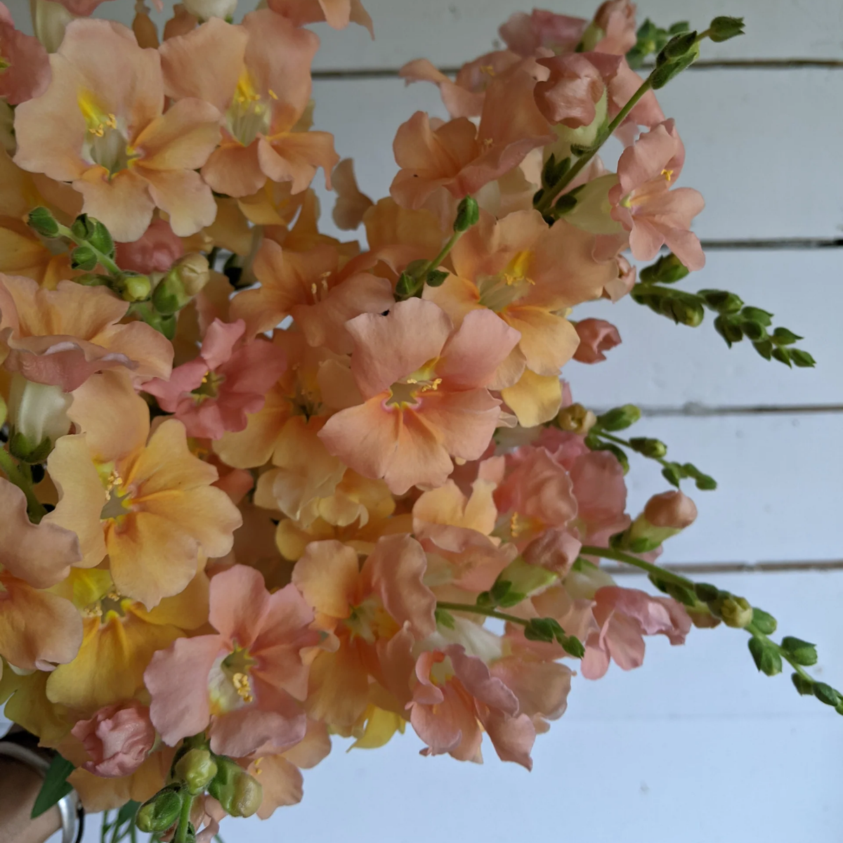 Chantilly Light Salmon Snapdragon Seeds - Cold Resistant, 30 seeds