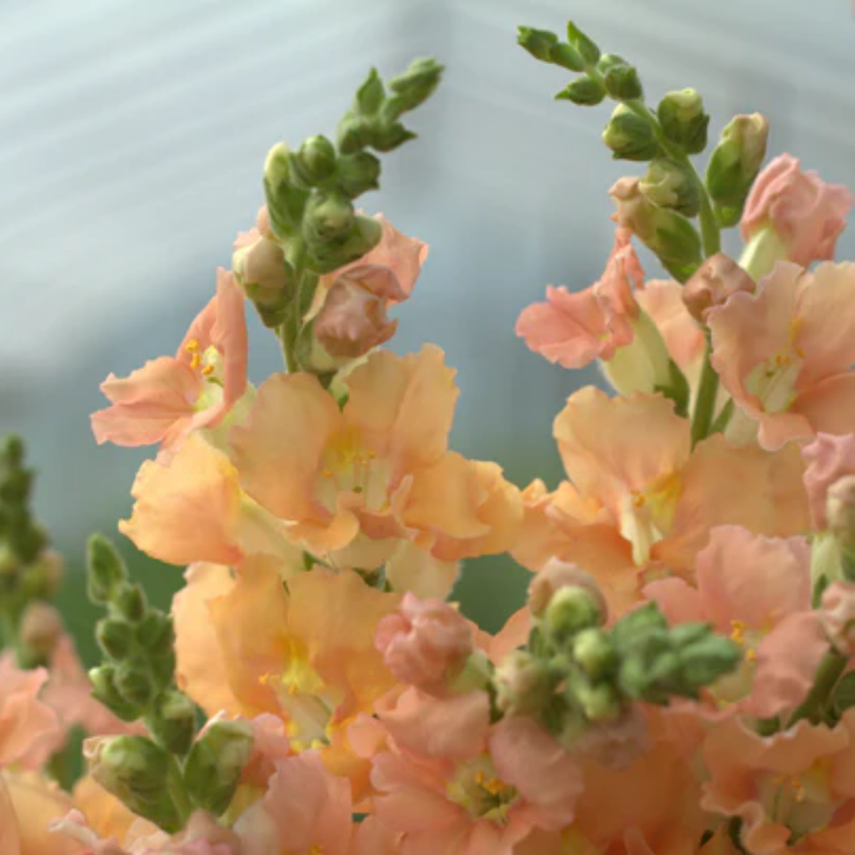 Chantilly Light Salmon Snapdragon Seeds - Cold Resistant, 30 seeds