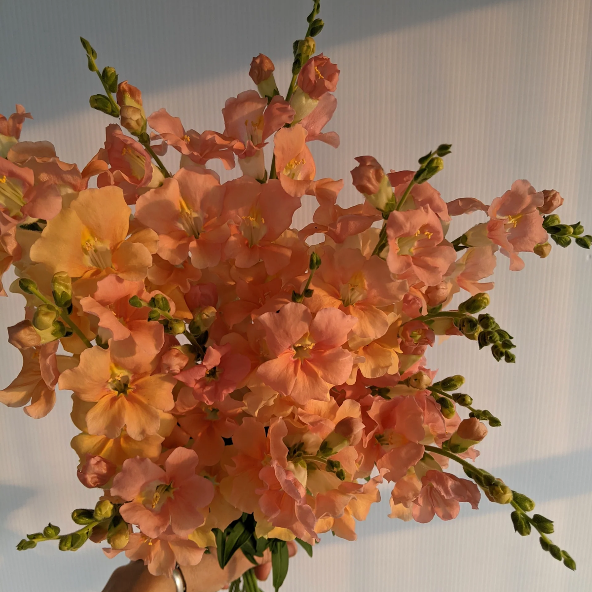Chantilly Light Salmon Snapdragon Seeds - Cold Resistant, 30 seeds