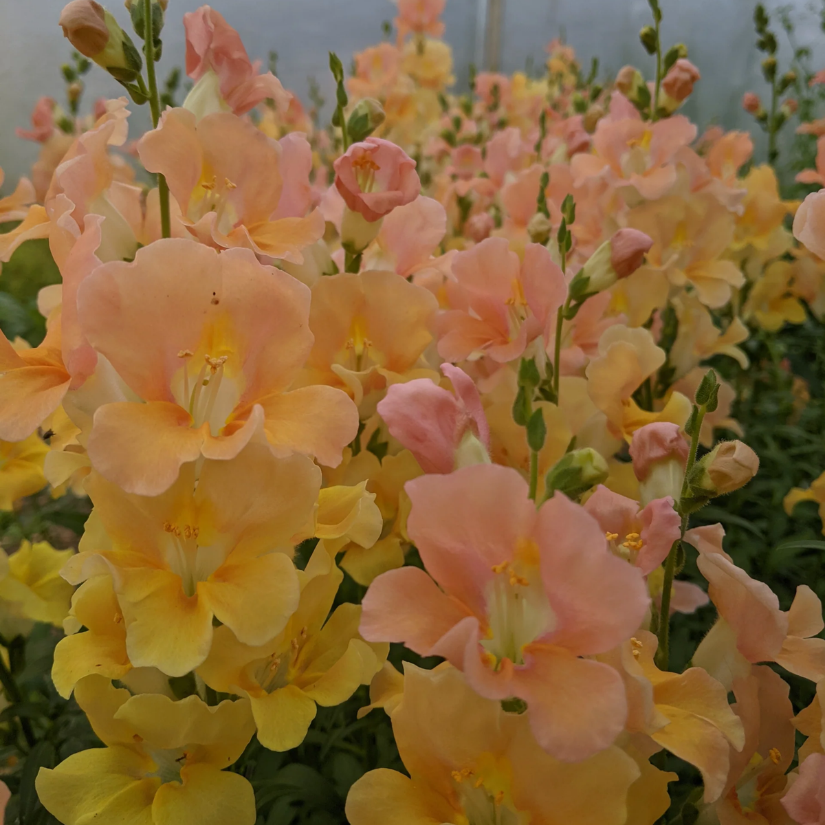 Chantilly Light Salmon Snapdragon Seeds - Cold Resistant, 30 seeds