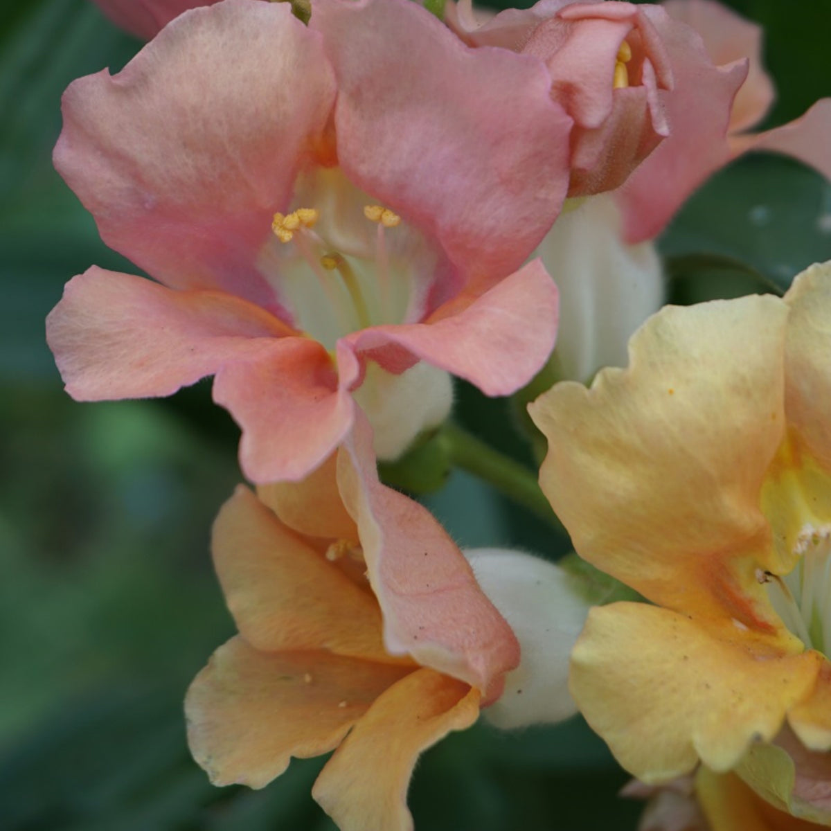 Chantilly Light Salmon Snapdragon Seeds - Cold Resistant, 30 seeds
