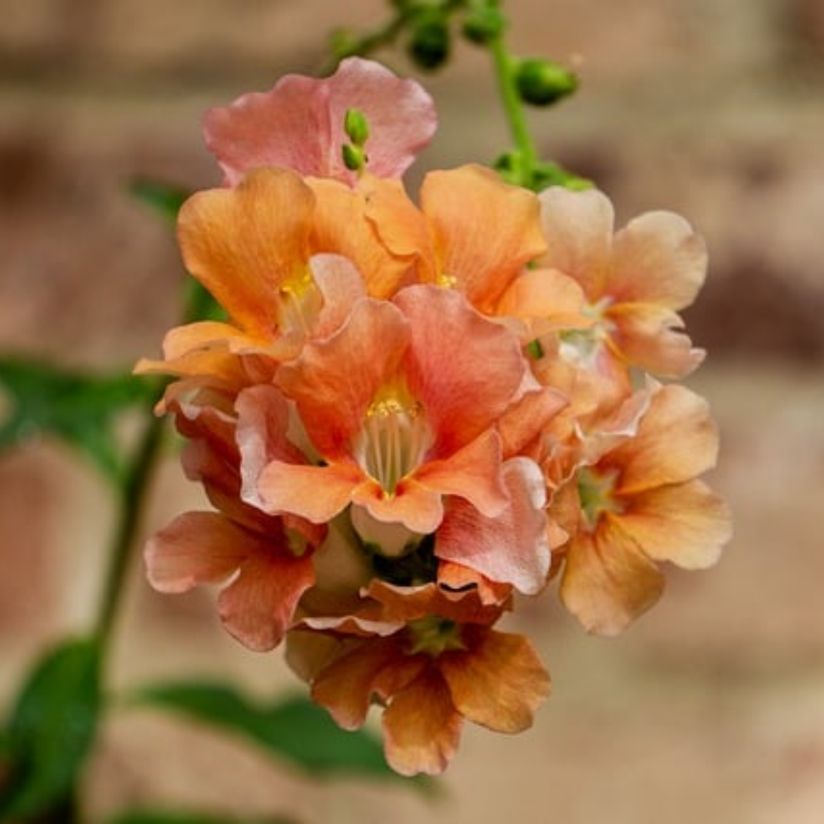 Chantilly Light Salmon Snapdragon Seeds - Cold Resistant, 30 seeds