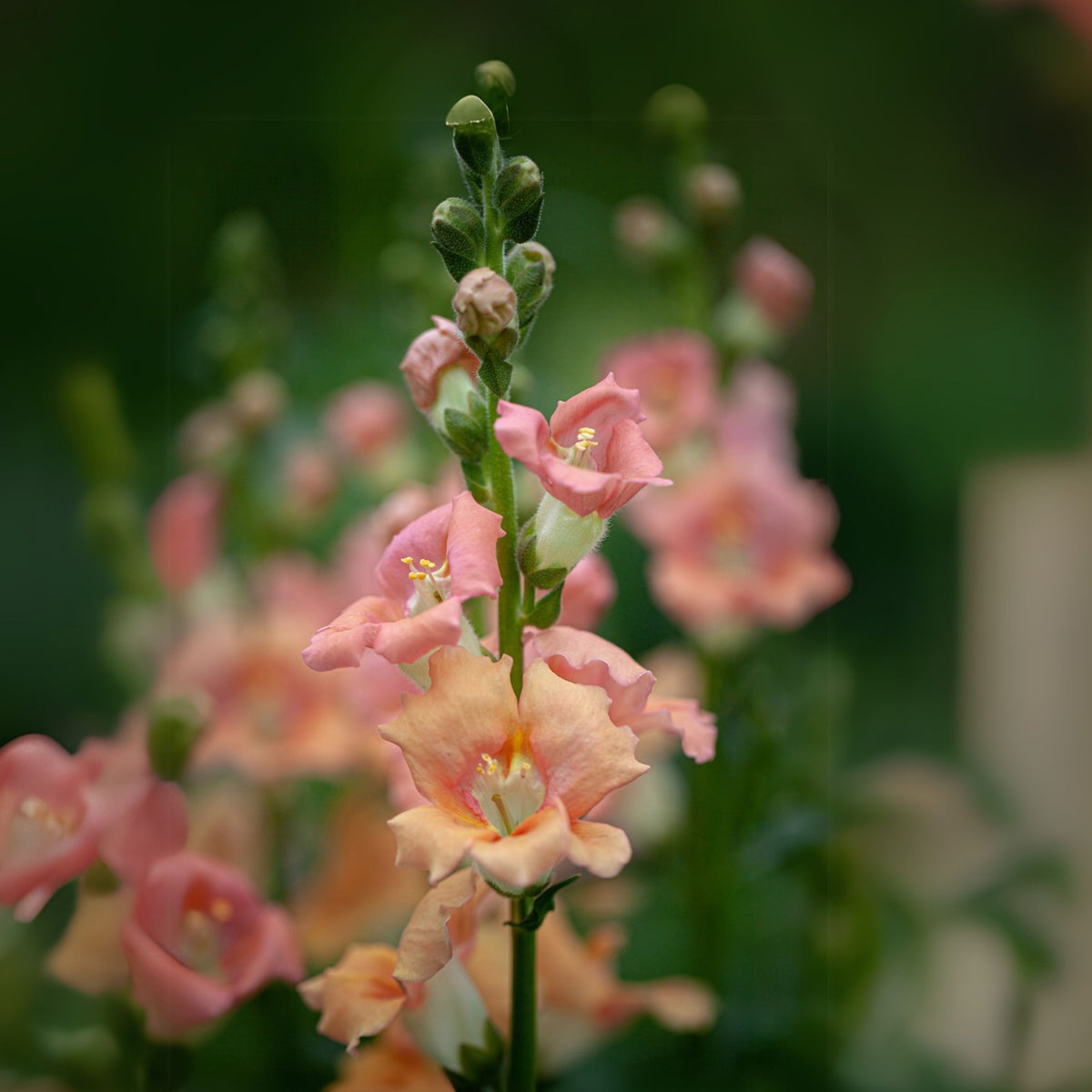 Chantilly Light Salmon Snapdragon Seeds - Cold Resistant, 30 seeds