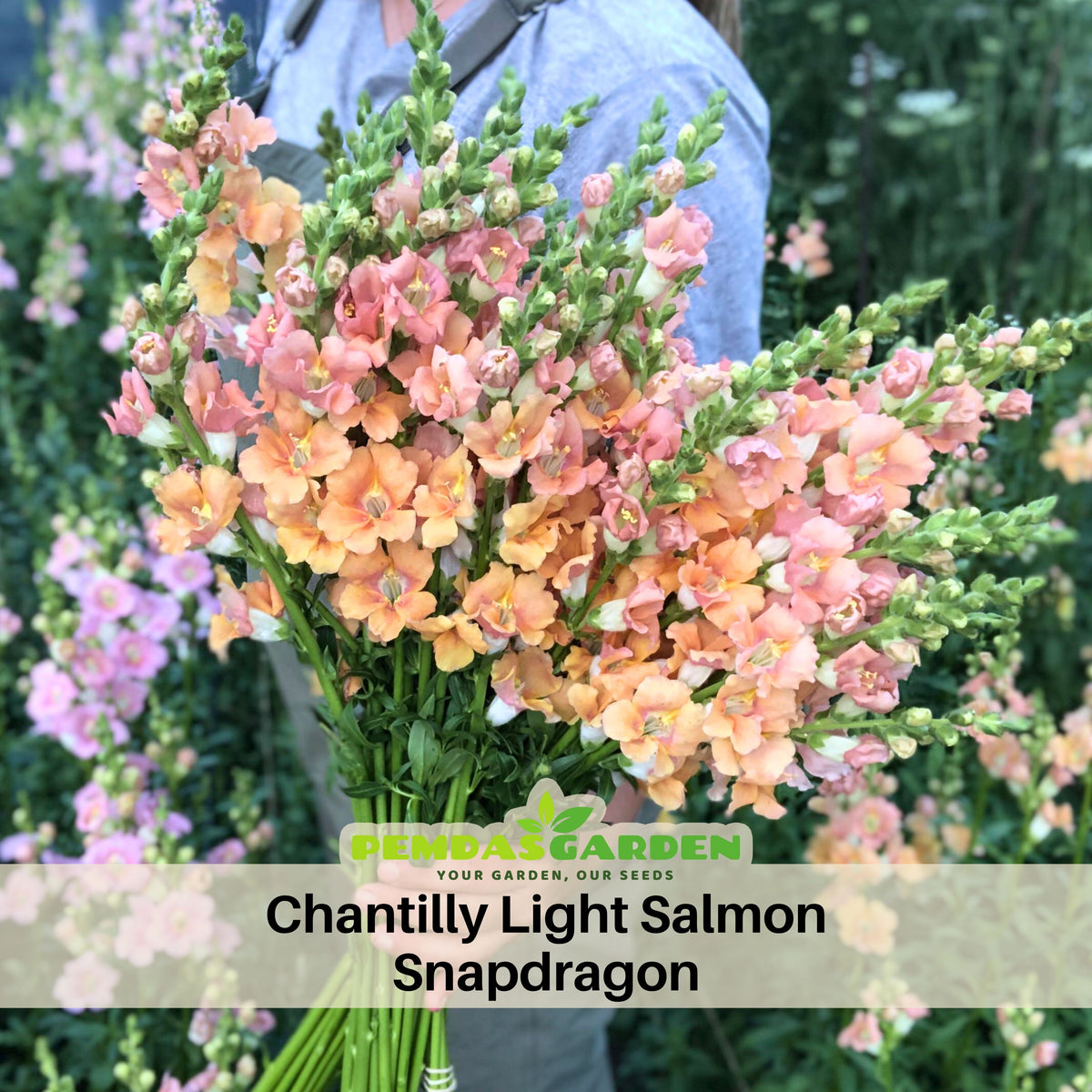 Chantilly Light Salmon Snapdragon Seeds - Cold Resistant, 30 seeds