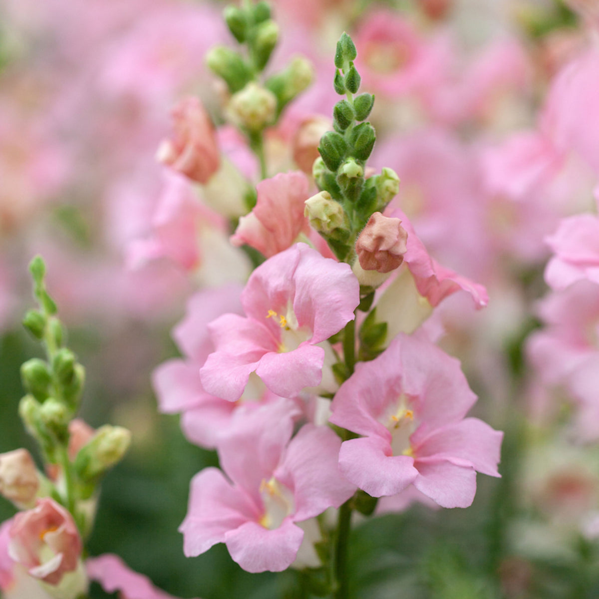 Chantilly Light Pink Snapdragon Seeds - Cold Resistant, 30 seeds