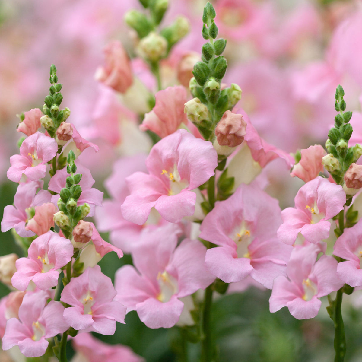 Chantilly Light Pink Snapdragon Seeds - Cold Resistant, 30 seeds