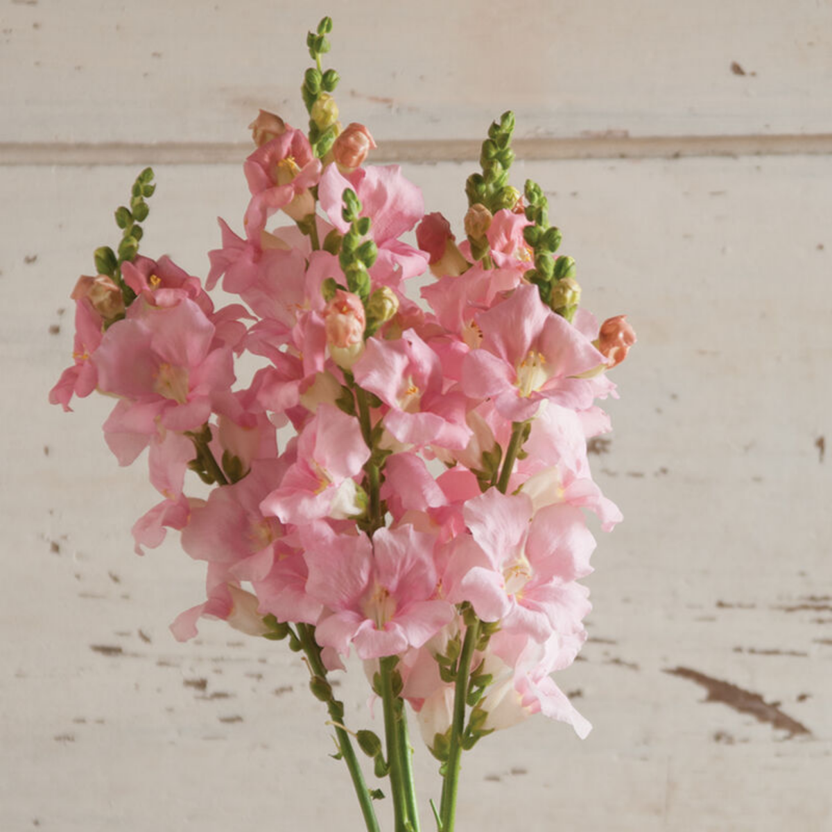 Chantilly Light Pink Snapdragon Seeds - Cold Resistant, 30 seeds