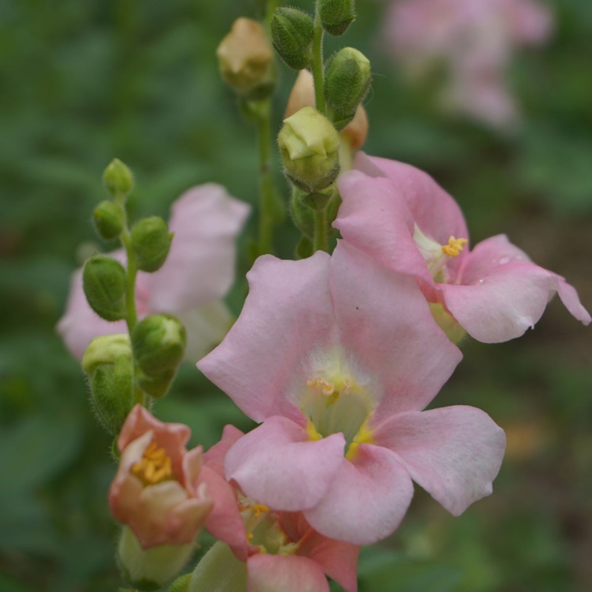 Chantilly Light Pink Snapdragon Seeds - Cold Resistant, 30 seeds