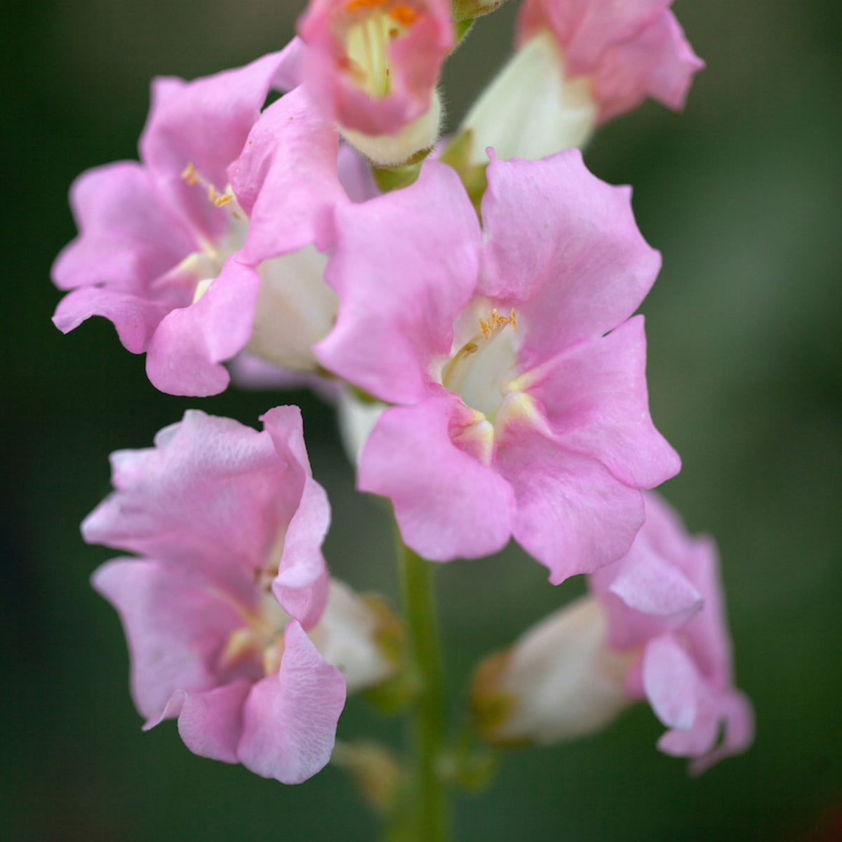 Chantilly Light Pink Snapdragon Seeds - Cold Resistant, 30 seeds