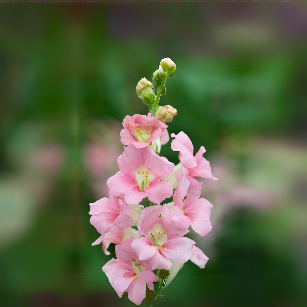 30 Seeds| Chantilly Light Pink Snapdragon Seeds - Cold Resistant -Attracts pollinators - Open-Pollinating -Plant before the frost/after frost - #48