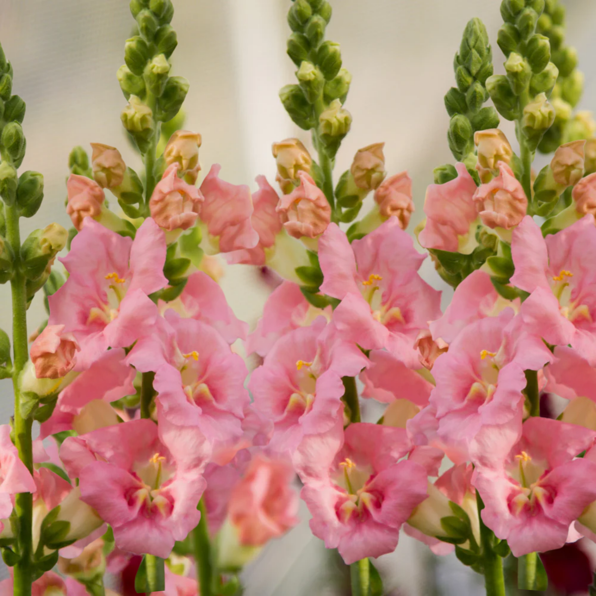 Chantilly Light Pink Snapdragon Seeds - Cold Resistant, 30 seeds