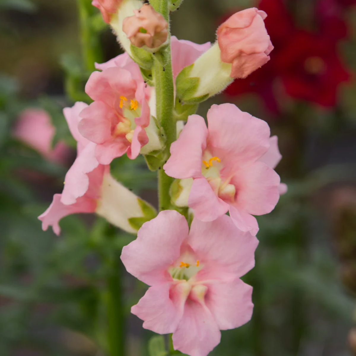 Chantilly Light Pink Snapdragon Seeds - Cold Resistant, 30 seeds
