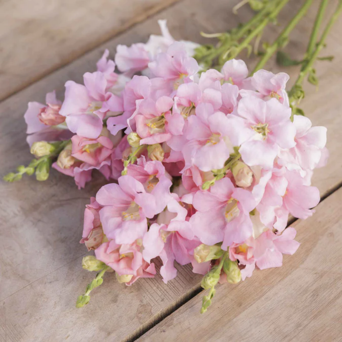 Chantilly Light Pink Snapdragon Seeds - Cold Resistant, 30 seeds