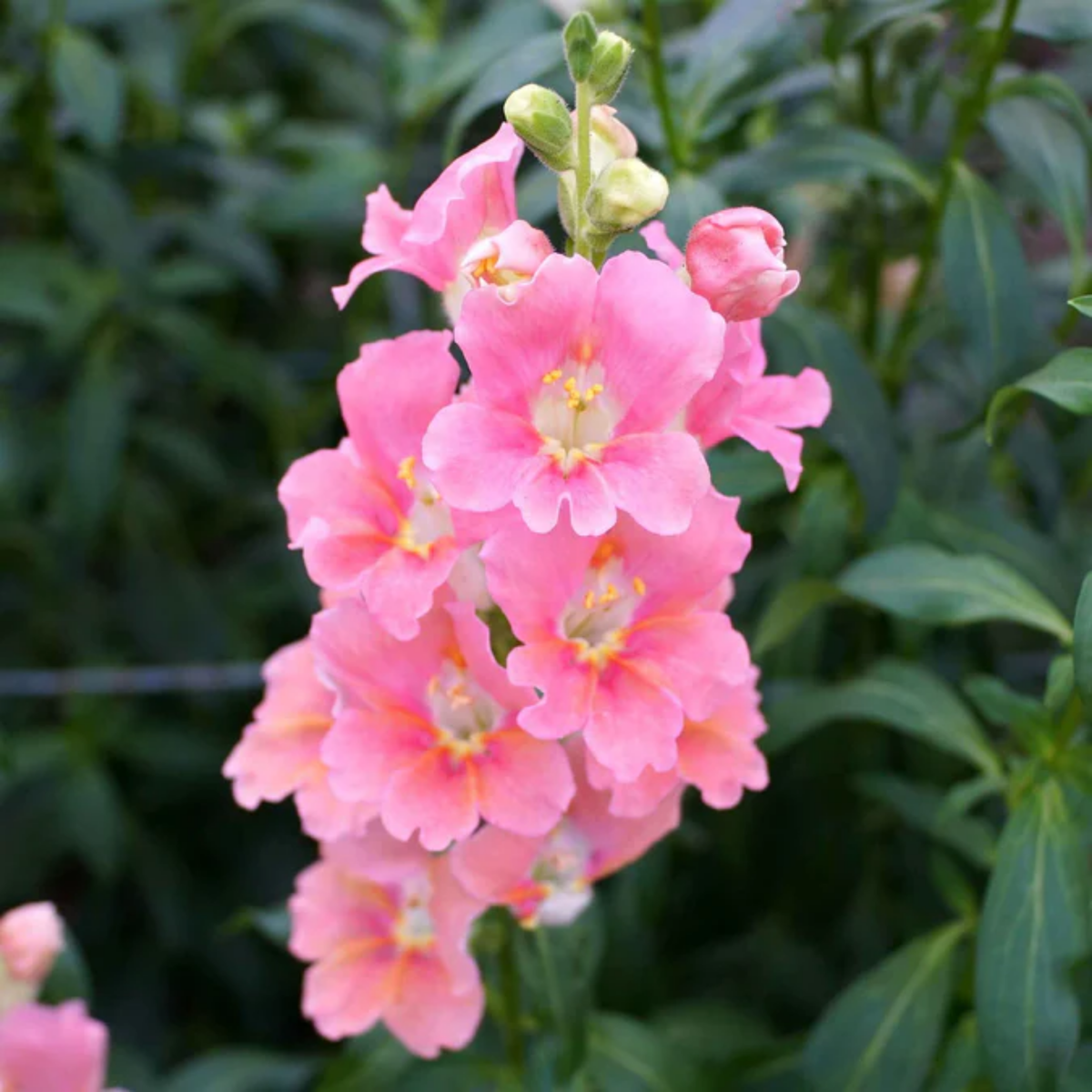 Chantilly Light Pink Snapdragon Seeds - Cold Resistant, 30 seeds