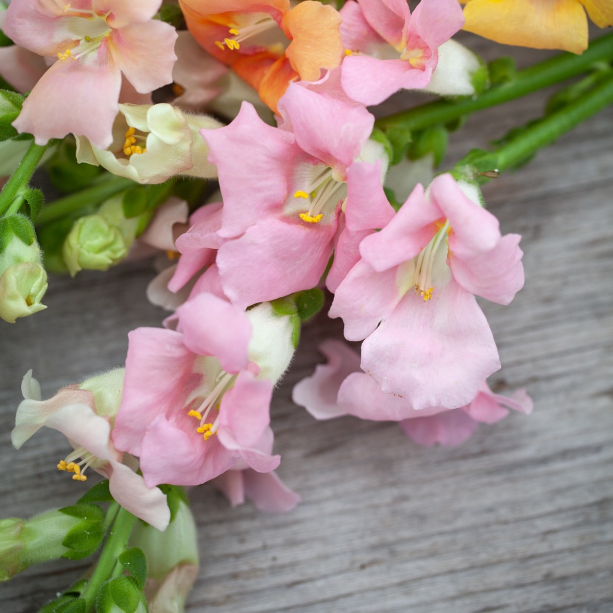 Chantilly Light Pink Snapdragon Seeds - Cold Resistant, 30 seeds
