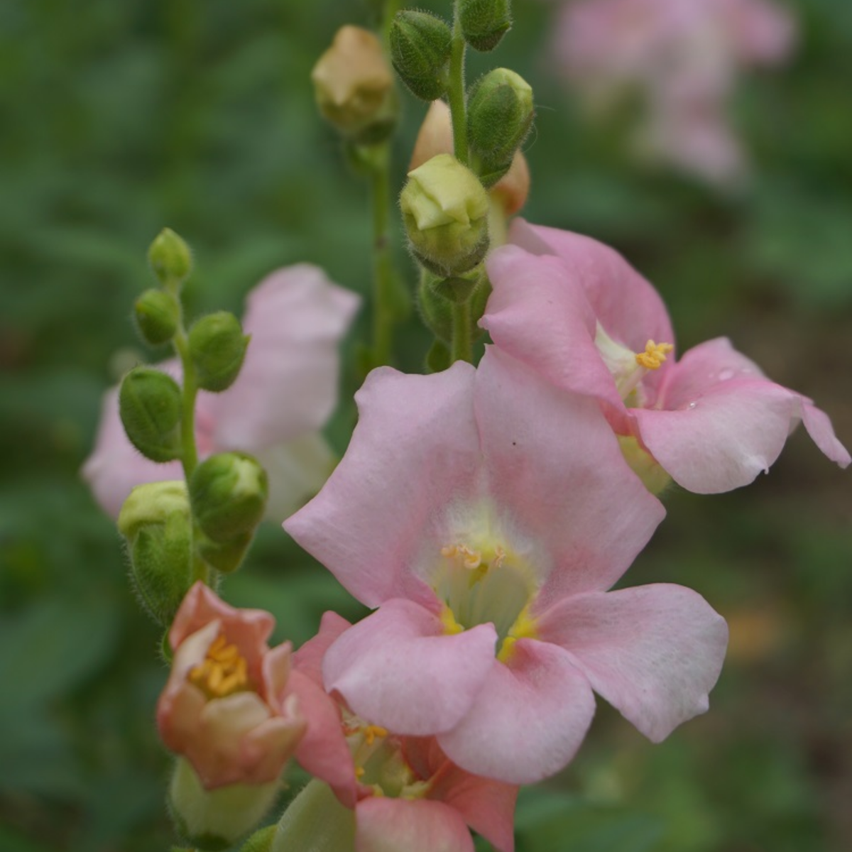 Chantilly Light Pink Snapdragon Seeds - Cold Resistant, 30 seeds