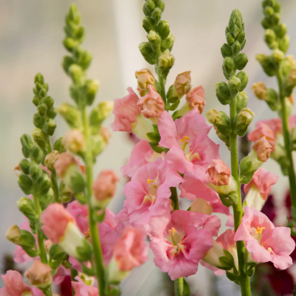 Chantilly Light Pink Snapdragon Seeds - Cold Resistant, 30 seeds
