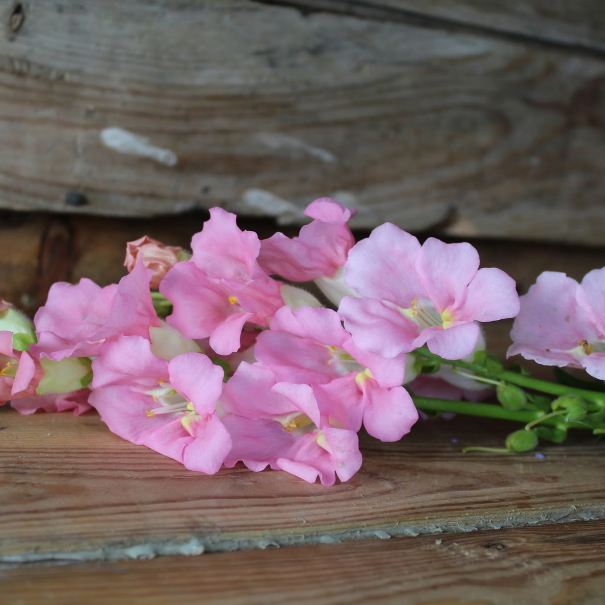Chantilly Light Pink Snapdragon Seeds - Cold Resistant, 30 seeds