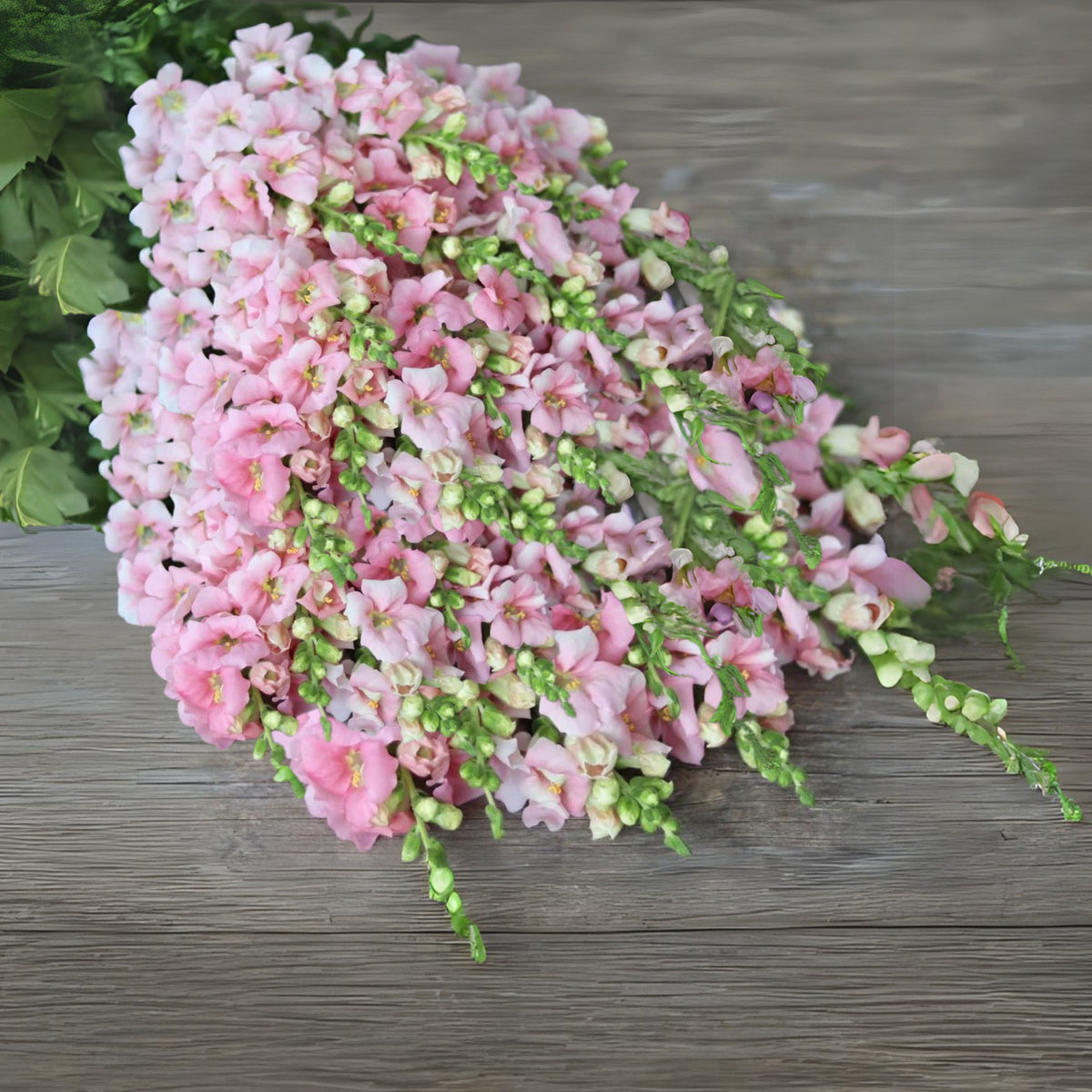 Chantilly Light Pink Snapdragon Seeds - Cold Resistant, 30 seeds
