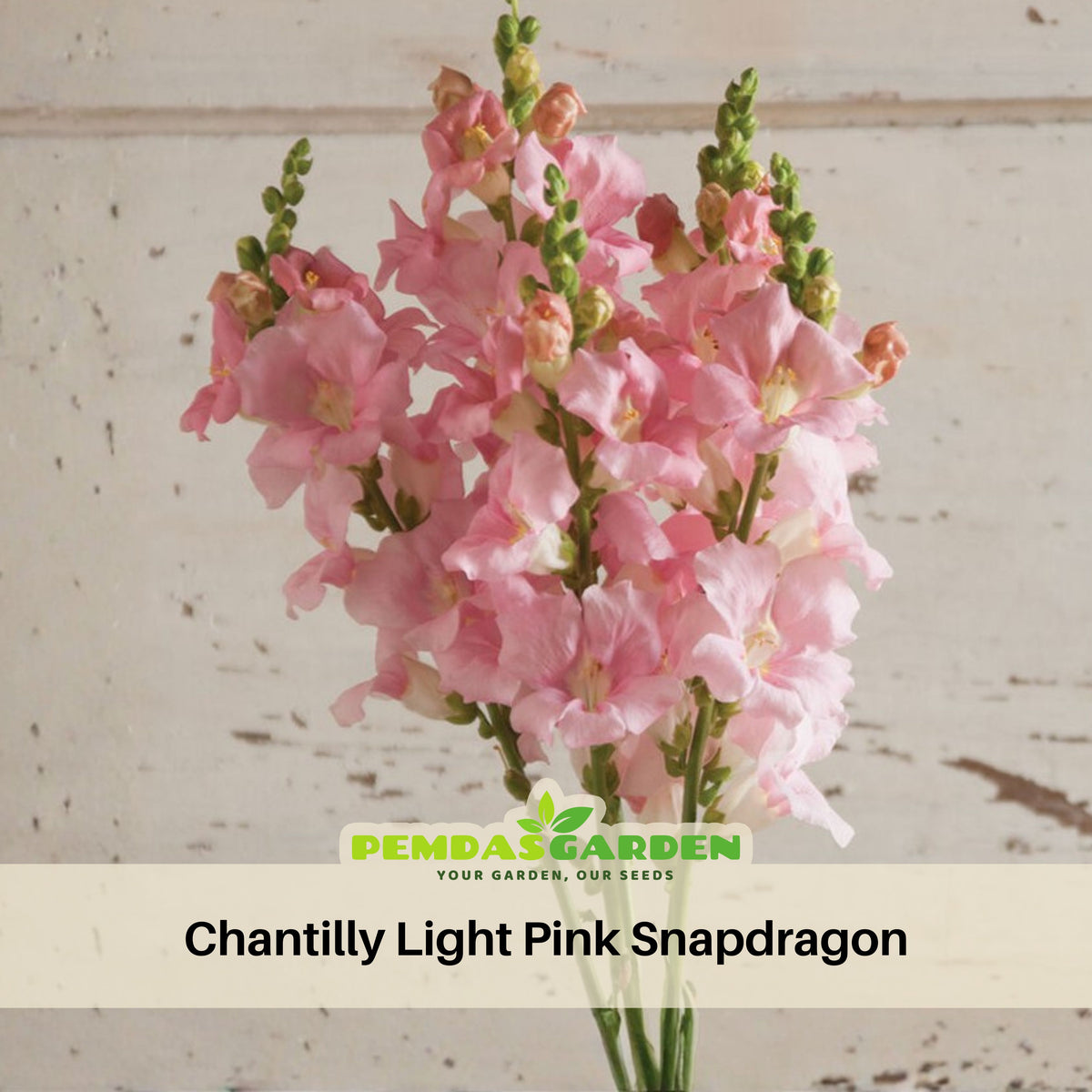 Chantilly Light Pink Snapdragon Seeds - Cold Resistant, 30 seeds