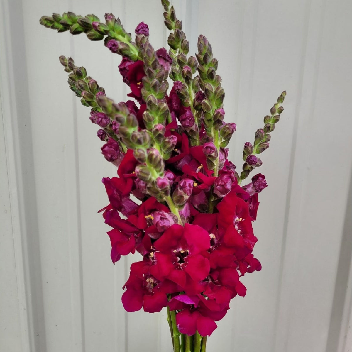 Chantilly Purple Snapdragon Seeds - Cold Resistant, 30 seeds