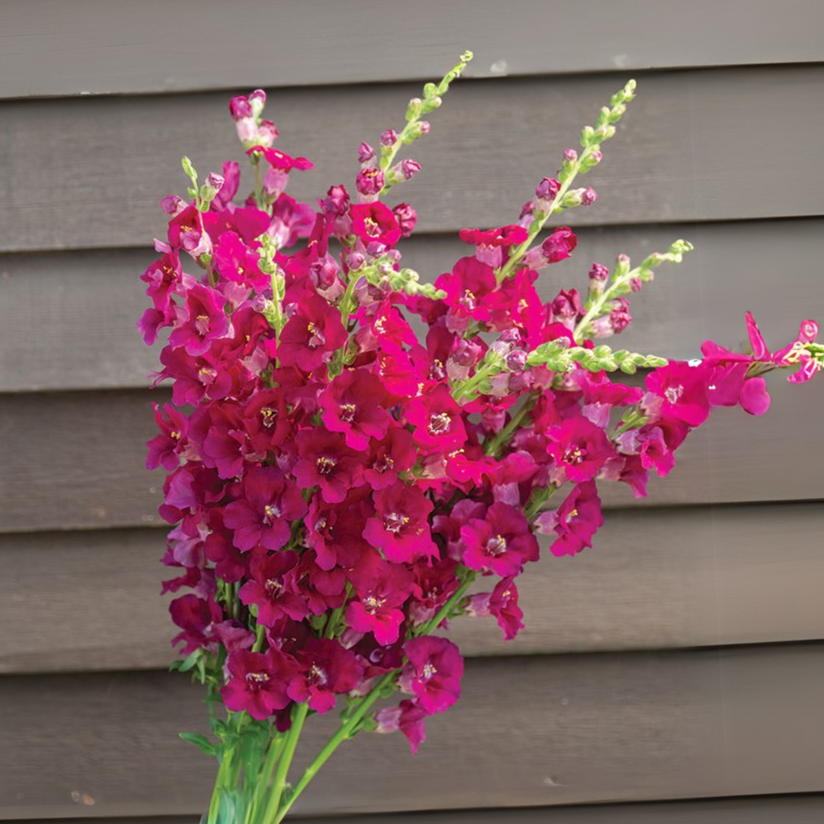 30 Seeds| Chantilly Purple Snapdragon Seeds - Cold Resistant -Attracts pollinators - Open-Pollinating -Plant before the frost/after frost - #49