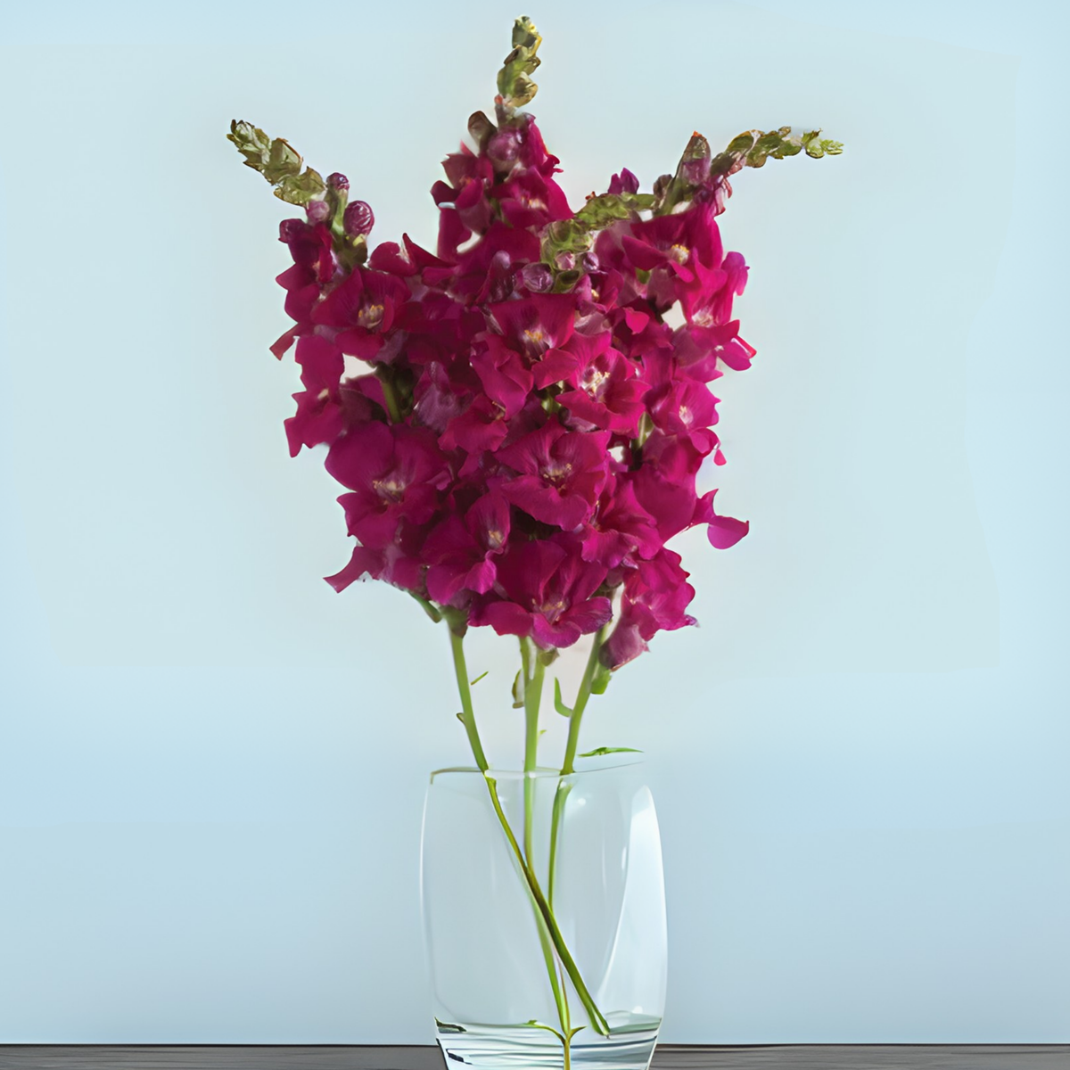 30 Seeds| Chantilly Purple Snapdragon Seeds - Cold Resistant -Attracts pollinators - Open-Pollinating -Plant before the frost/after frost - #49